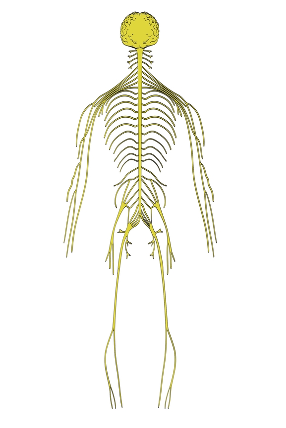 Imagen del sistema nervioso – REN ENTRENAMIENTO