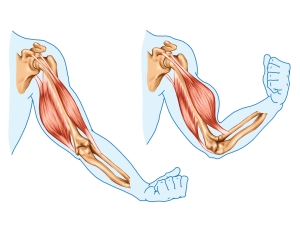 Ejemplo de músculos antagonistas. El bíceps braquial es flexor de codo, mientras que  el tríceps braquial realiza la acción contraria de extensión de codo.