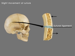 Ejemplo de la articulación del cráneo.