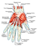 Músculos de la mano