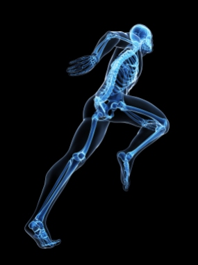 3d rendered illustration - runner anatomy